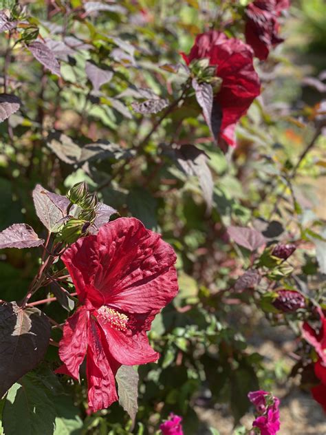 The Gardens at Hollyhock, Cortes Island - Share - Comox Valley Horticultural Society