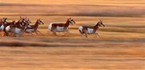 Path Of The Pronghorn Nfwf