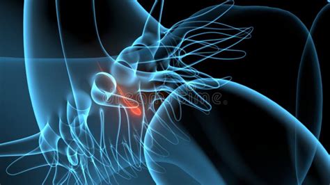 3 ª Ilusión De Anatomía Del Sistema Reproductivo Femenino Stock de