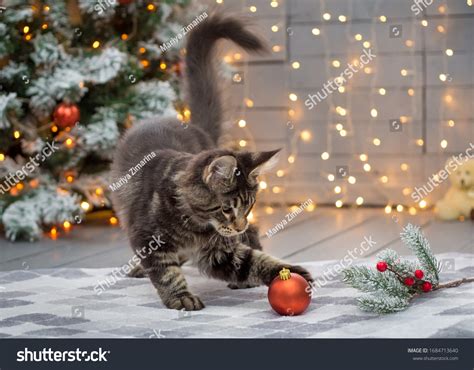 66717 Cats Christmas Stock Photos Images And Photography Shutterstock