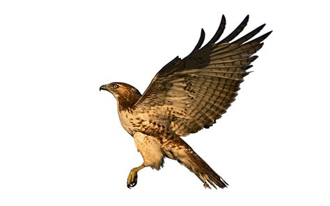 Hawk Flight Raptor Birds Of Free Photo On Pixabay