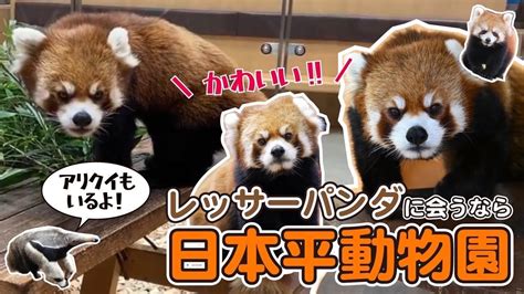 【日本平動物園②】レッサーパンダ飼育数 東海地方no1の動物園！神レベルに可愛い Youtube