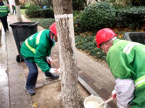 李沧：树木涂白“穿冬衣” 越冬防虫又防寒 半岛网