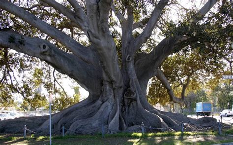 moreton-bay-fig – Santa Barbara Beautiful