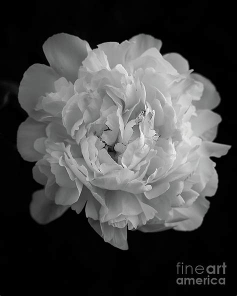 Peony In Black And White Photograph By Matt Rohlader Pixels