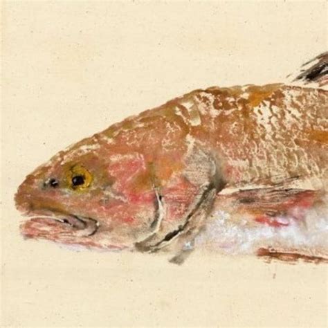 Brook Trout Gyotaku Fish Rubbing Limited Edition Print 15 Etsy