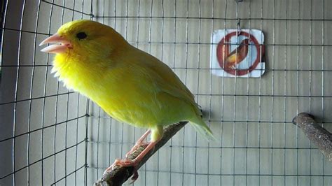 Yellow Timbrado Canary Singing His Best Song Youtube