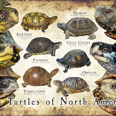 Box Turtles Of North America Poster Field Guide Etsy