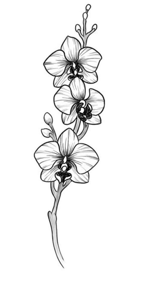 an ink drawing of three orchids on a white background, with one flower ...