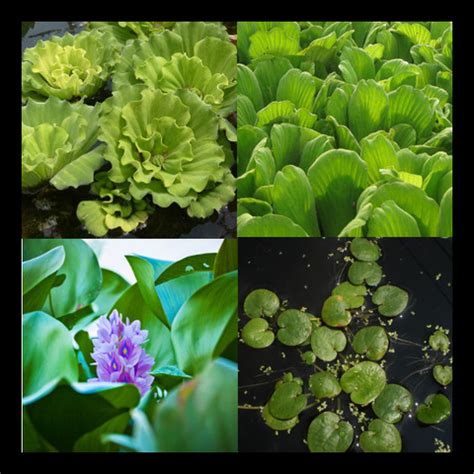 Floating Pond Plants | Pond Plants Online