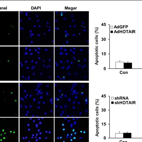 Effects Of HOTAIR On Apoptosis In Cardiomyocytes A Representative