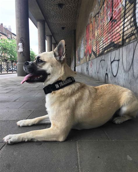 French Bulldog Husky Mix