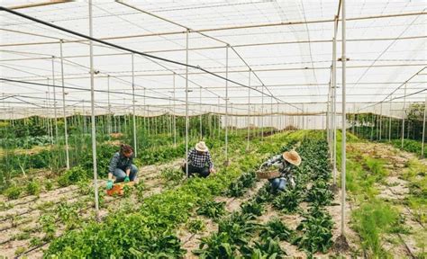 From Deserts to Harvests: Greenhouse Farming in Saudi Arabia