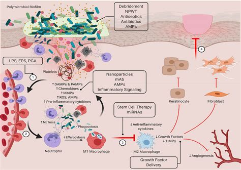 Frontiers Biofilm Innate Immune Interface Contribution To Chronic