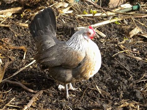 Naked Neck Chicken Breed History Characteristics Temperament Comb Type Grow Chicken