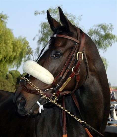 Zenyatta Zenyatta Horse Pretty Horses Thoroughbred Horse