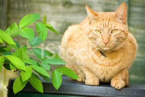 Red Tabby Cat Stock Photo | Royalty-Free | FreeImages