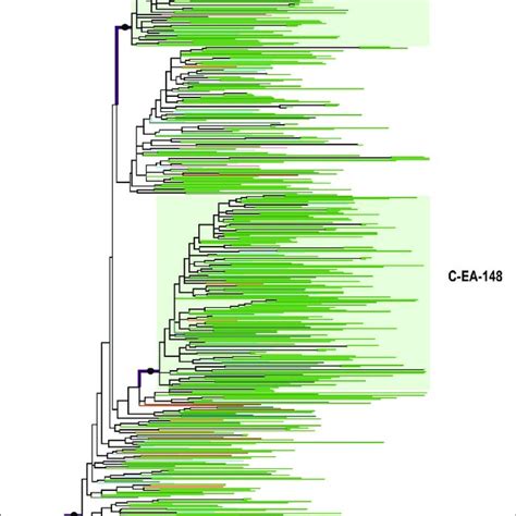 Maximum Likelihood Phylogenetic Tree Of Hiv 1 C′ Et Clade Pol