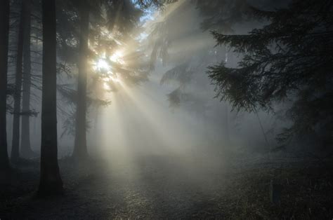 Images Gratuites paysage arbre la nature forêt ciel brouillard