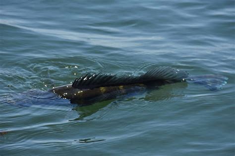 Pratique O Pesque E Solte Na Pesca Esportiva Pescazila