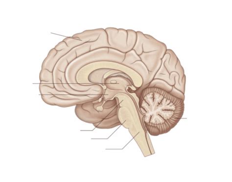 Brainstem Diagram | Quizlet