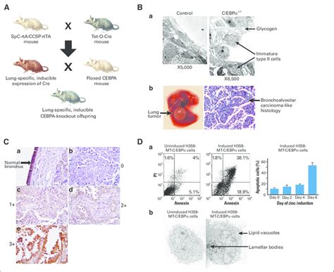 CCAAT Enhancer Binding Protein Alpha C EBP In Lung Cancer A