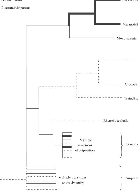 Hypothetical Scheme For The Evolution Of The Reproductive Strategies Of