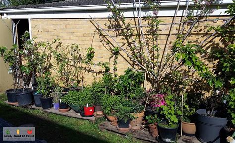 A Guide To Growing Fruit Trees In Pots Leaf Root Fruit