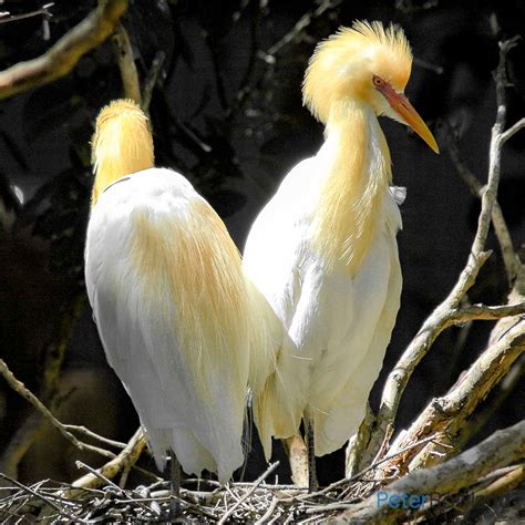 Cattle Egret Peter Rowland Photographer Writer