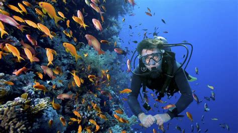 Buceo Y Snorkel En Cartagena Pr Ctica Y Minicurso Para Inexpertos