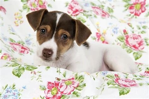 Dog Jack Russell Puppy 8 Weeks Old Our Beautiful Wall Art And Photo