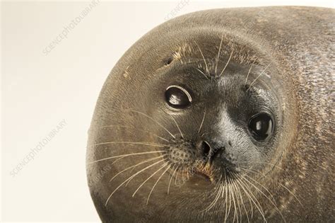 Ringed seal - Stock Image - F042/3277 - Science Photo Library