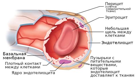 Наши внутренние войска какие такие фибробласты и эпителии Пикабу