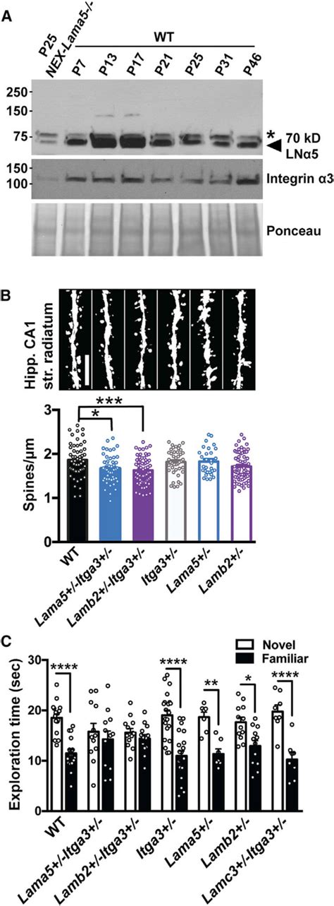 Laminin α5 Interacts Functionally With Integrin α3 To Regulate Spine