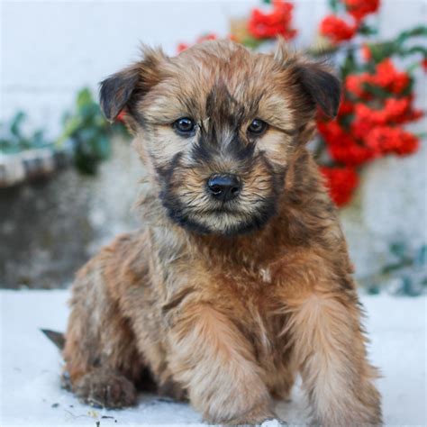 Chase - Soft Coated Wheaten Terrier Puppy for Sale in Lititz, PA | Lancaster Puppies