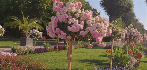 Rosiers Tiges Et Pleureurs Nos Conseils De Plantation De Taille Et D