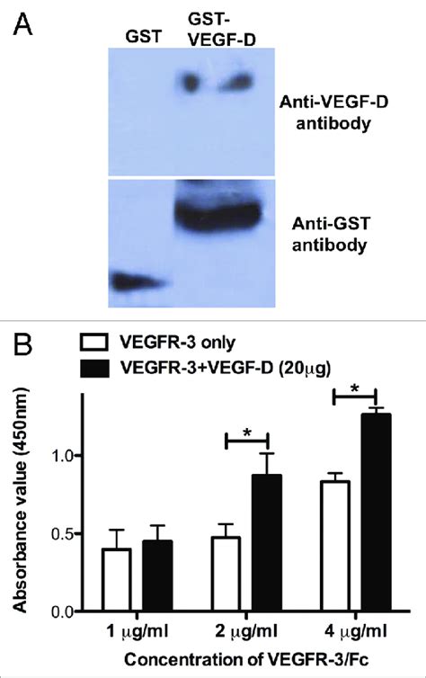 Characterization Of Gst Vegf D A Western Blot Analysis Of Gst Vegf D