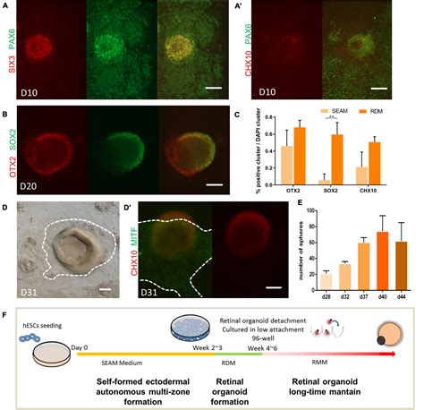 Frontiers Generation And Staging Of Human Retinal Organoids Based On