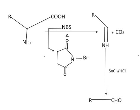 Of Mechanism Acid N Hydrolysis Bromosuccinimic