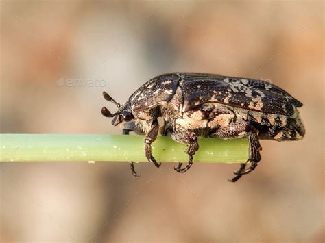 Beetle / Polyphaga Stock Photo by gallery_arief | PhotoDune