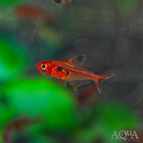 Super Red Phantom Tetra (Hyphessobrycon sweglesi) - Aqua Imports