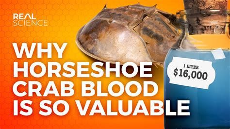 The Incredible Value of Horseshoe Crab Blood