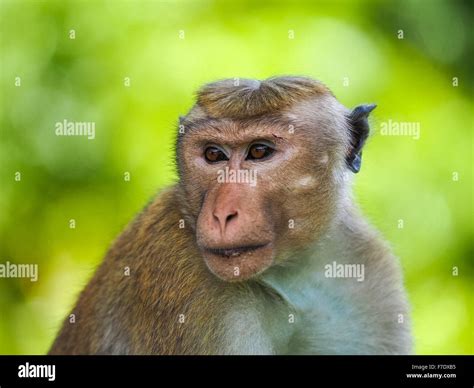 The Toque Macaque Macaca Sinica Sri Lanka Stock Photo Alamy