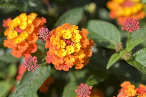 Popular Orange Flower Varieties