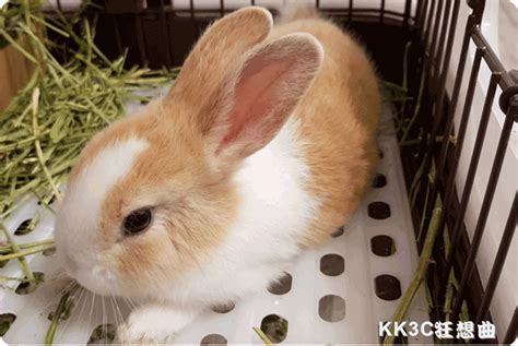 養兔新手必須要知道的兔兔飼養技巧 And 心得分享！