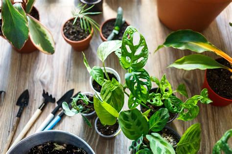 6 Advice For Plant Growing Annmarie John