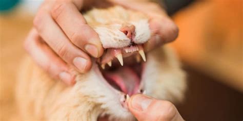 Gigi Kucing Copot Penyebab Tanda Tanda Dan Cara Mengatasinya Dengan