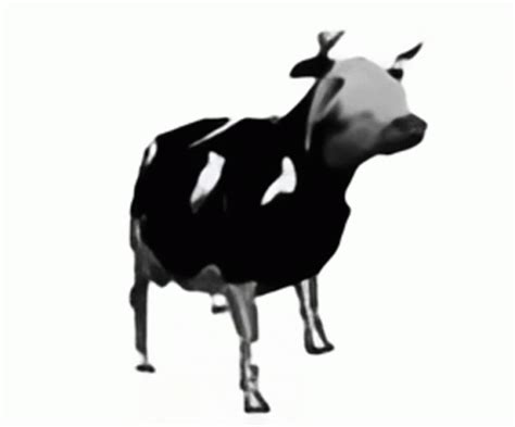 Dancing Polish Dancing Polish Cow Discover Share Gifs