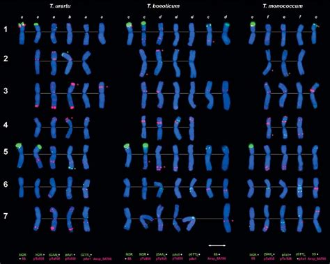 Figure 2 From A Set Of Cytogenetic Markers Allows The Precise