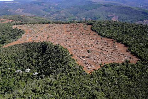 Projeto Pode Anistiar Desmatamento Da Mata Atl Ntica